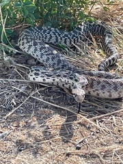 Pituophis catenifer deserticola