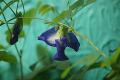Clitoria ternatea