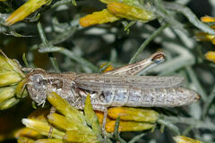 Melanoplus cinereus