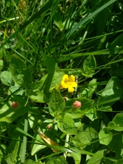 Erythranthe moschata