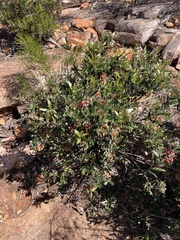 Grevillea aspera