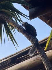 Callithrix geoffroyi