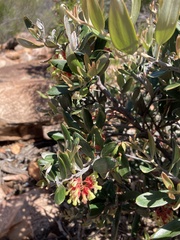 Grevillea aspera