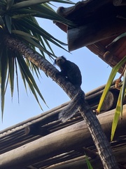 Callithrix geoffroyi