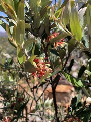 Grevillea aspera