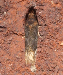 Eucosma ochroterminana