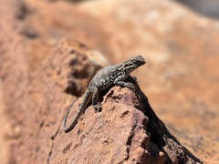 Ctenophorus modestus