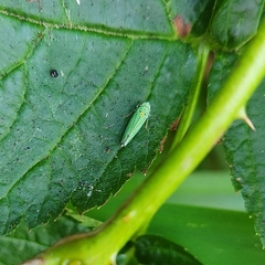 Graphocephala atropunctata