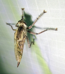 Triorla interrupta