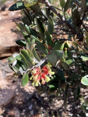 Grevillea aspera