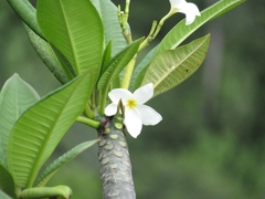 Plumeria rubra
