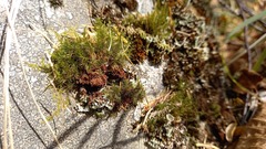 Sciuro-hypnum reflexum