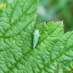 Graphocephala atropunctata