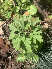 Artemisia absinthium