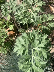 Artemisia absinthium