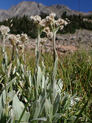 Antennaria lanata