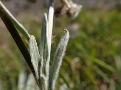 Antennaria lanata