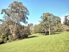 Eucalyptus cypellocarpa