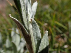 Antennaria lanata