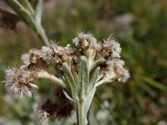 Antennaria lanata