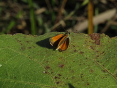 Ancyloxypha nitedula