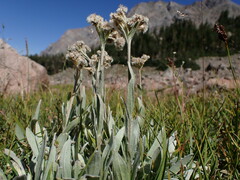 Antennaria lanata