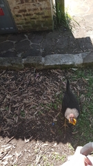 Alectura lathami lathami