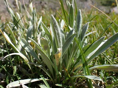 Antennaria lanata