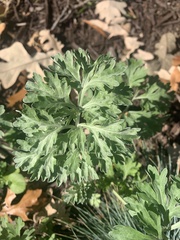 Artemisia absinthium