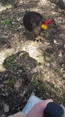 Alectura lathami lathami