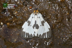 Nyctemera carissima