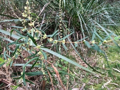Pimelea axiflora axiflora