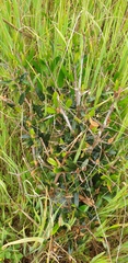 Olea europaea