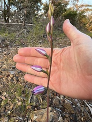Thelymitra ixioides