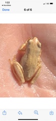 Pelodryadidae