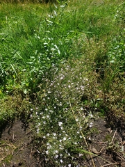 Polemoniaceae