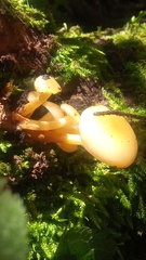 Hygrophorus chrysodon