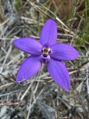 Glossodia minor