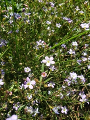 Polemoniaceae