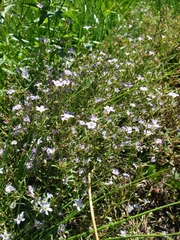 Polemoniaceae