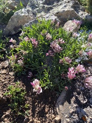Trifolium dasyphyllum