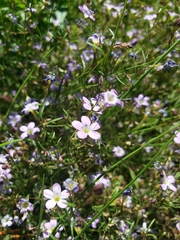 Polemoniaceae