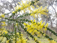 Acacia pravissima