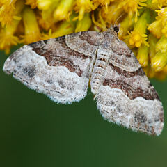 Xanthorhoe lacustrata