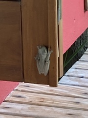 Hylidae