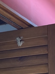 Hylidae