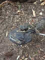Siluriformes
