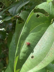 Paratrachelophorus nodicornis