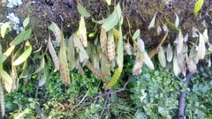 Pleopeltis polylepis