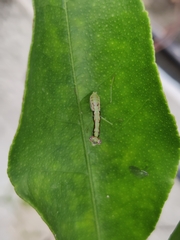 Odontomantis planiceps